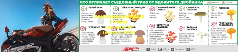 блэк спрут ссылка  Жердевка  Галлюциногенные грибы Cubensis  купить наркоту 